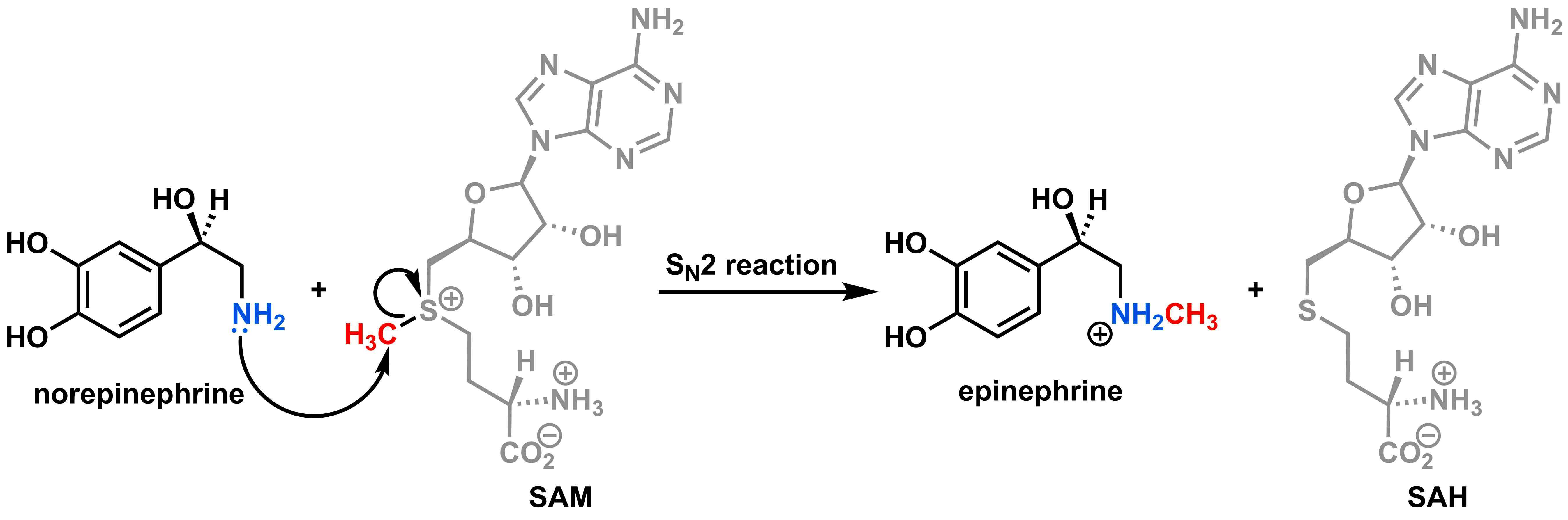 synthesis-of-epinephrine3